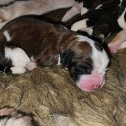 Saint Bernard Puppies from Amber's Saint Bernards