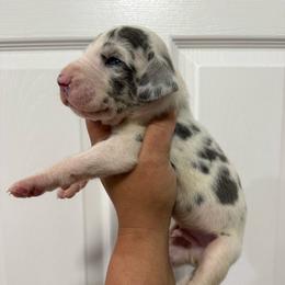 Great White - Harlequin male Great Dane puppy in Florida from Beachside Kennels