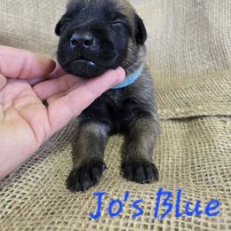 Jo's Blue - Mahogany male Belgian Malinois puppy in Berry, Alabama from North River k9