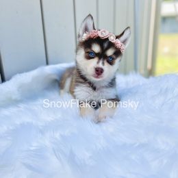 Pomsky puppies from Island Pomskies