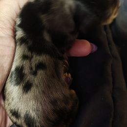 Dapple 2 - Dapple male Dachshund puppy in Macon, Missouri from Angelic Doxies