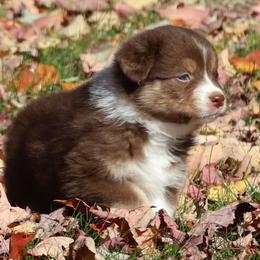 George - Red tri-color male Australian Shepherd puppy in Springville, New York from RisingStar Australian Shepherds