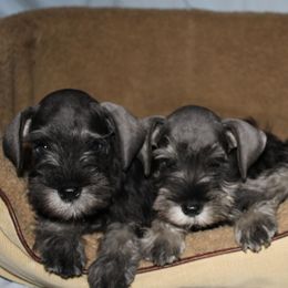 Miniature Schnauzers from Keepsake Miniature Schnauzers