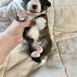 Brindle girl - Brindle and white female Cardigan Welsh Corgi puppy in Clinton, Tennessee from High Hopes Farm