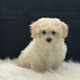 Misty - Champagne female Maltipoo puppy in Oakland, Kentucky from Imperial Dogs