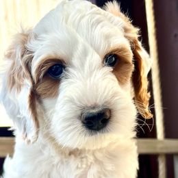 Emmie - Parti Goldendoodle puppy in Saint John, Indiana from Lulu's Goldendoodles