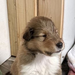 Collie Puppies from Bedford Collies