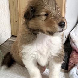 Collie Puppies from Bedford Collies