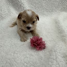 Red collar - Apricot female Maltipoo puppy in Denair, California from 209PuppiesCaliforniaMaltipoo