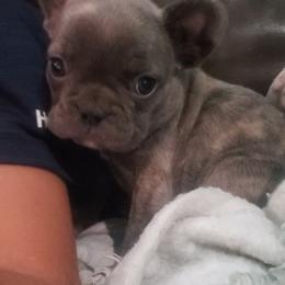 Hailey - Blue female French Bulldog puppy in Stockton, Missouri from Willis Family Frenchies