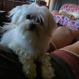Savannah - Maltese