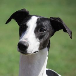 Jeannie - Whippet