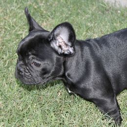 French Bulldogs from Iron Oak Kennel