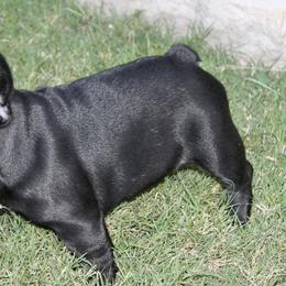 French Bulldogs from Iron Oak Kennel