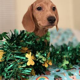 Otis - Dapple male Dachshund puppy in Saint Paul, Minnesota from Vibrant Eyes Doxies