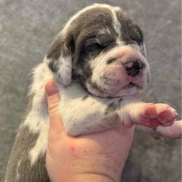 Blue collar - Harlequin male Great Dane puppy in Tyler, Texas from Blessed By Danes