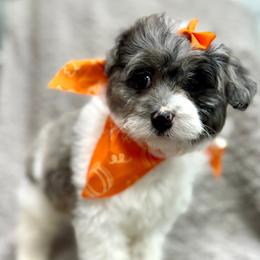 Aussiedoodle and Miniature Schnauzer Puppies from Southern Paws Kennels