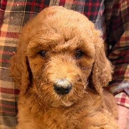 Macbeth - Apricot female Poodle puppy in St. Johnsbury, Vermont from Poodles of the Northern Woods