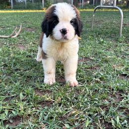 Holly Blue - Red and white female Saint Bernard puppy in Warrensburg, Missouri from Hirt House Saints
