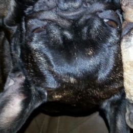Boxers, French Bulldogs, and Tibetan Mastiffs from Hi Stand Boxers, Frenchies, & Tibetan Mastiffs
