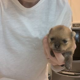 Pomeranian Puppies from Halo Poms