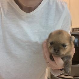 Pomeranian Puppies from Halo Poms