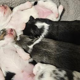 Miniature American Shepherds and Miniature Australian Shepherds from Valintina's MAS