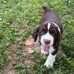 Yellow - Liver and white male English Springer Spaniel puppy in St. Louis, Missouri from Three Doves