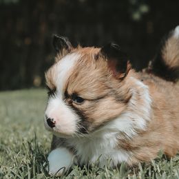 American Corgi and Pembroke Welsh Corgi Puppies from Witch Creek Corgis