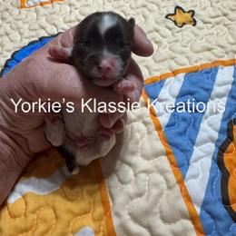 Kaden - Parti male Yorkshire Terrier puppy in Dierks, Arkansas from Yorkie’s Klassie Kreations