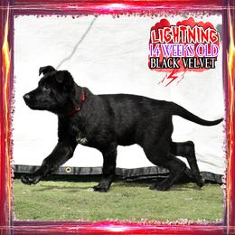 LIGHTNING - Black female German Shepherd puppy in Murrieta, California from Diamond Oaks German Shepherds
