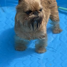 Brussels Griffon All Grown Up from Cinnabar Brussel's Griffons