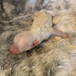 Girl 3 - Parti female Goldendoodle puppy in Haddam, Kansas from Golden B Acres