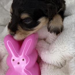 Rose - Liver female Miniature Schnauzer puppy in Milmay, New Jersey from Butterleaf Farms