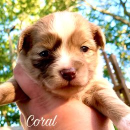 Miniature Australian Shepherd and Toy Australian Shepherd Puppies from Pawesome Lil Aussies