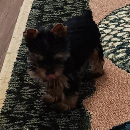No name number 2 - Black and tan female Yorkshire Terrier puppy in Mocksville, North Carolina from Charlene's Yorkshire Terriers
