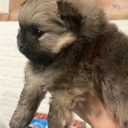 Taz - Cream sable male Pomeranian puppy in Eureka Springs, Arkansas from Maple Hills Poms