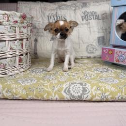 Cherry - Sable female Mi-Ki puppy in Prospect Heights, Illinois from Metro Mi-kis