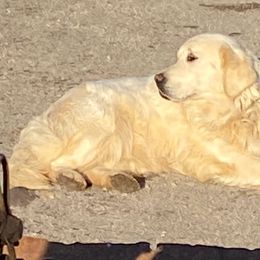 Golden Retrievers from Stump Patch Retrievers