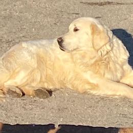 Golden Retrievers from Stump Patch Retrievers