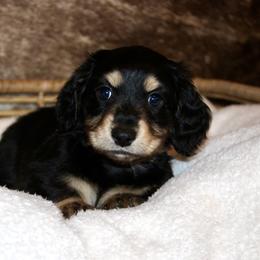Dachshund Puppies from Rustic Bark Page's Dachshunds