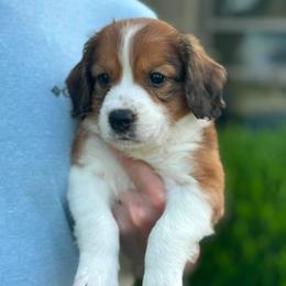 RICHARD GERE - White and red male Nederlandse Kooikerhondje puppy in Gainesville, Florida from Ambermoon Kooikerhondje Blackamber Greater Swiss Mountain Dogs