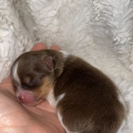 Girl 2 - Chocolate and tan Pomeranian puppy in Houston, Texas from Glow Up Pomeranians