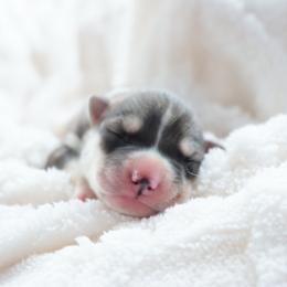 Ash - Gray and white female Siberian Husky puppy in Bly, Oregon from Hill Top Huskies