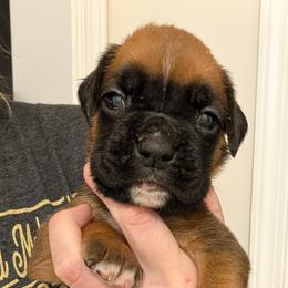 Fawn female - Fawn female Boxer puppy in Wellington, Ohio from Brinkhaven Boxers