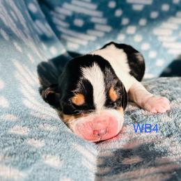 WB4 - Black brown and white male Basset Hound puppy in Britton, South Dakota from K&S Canines