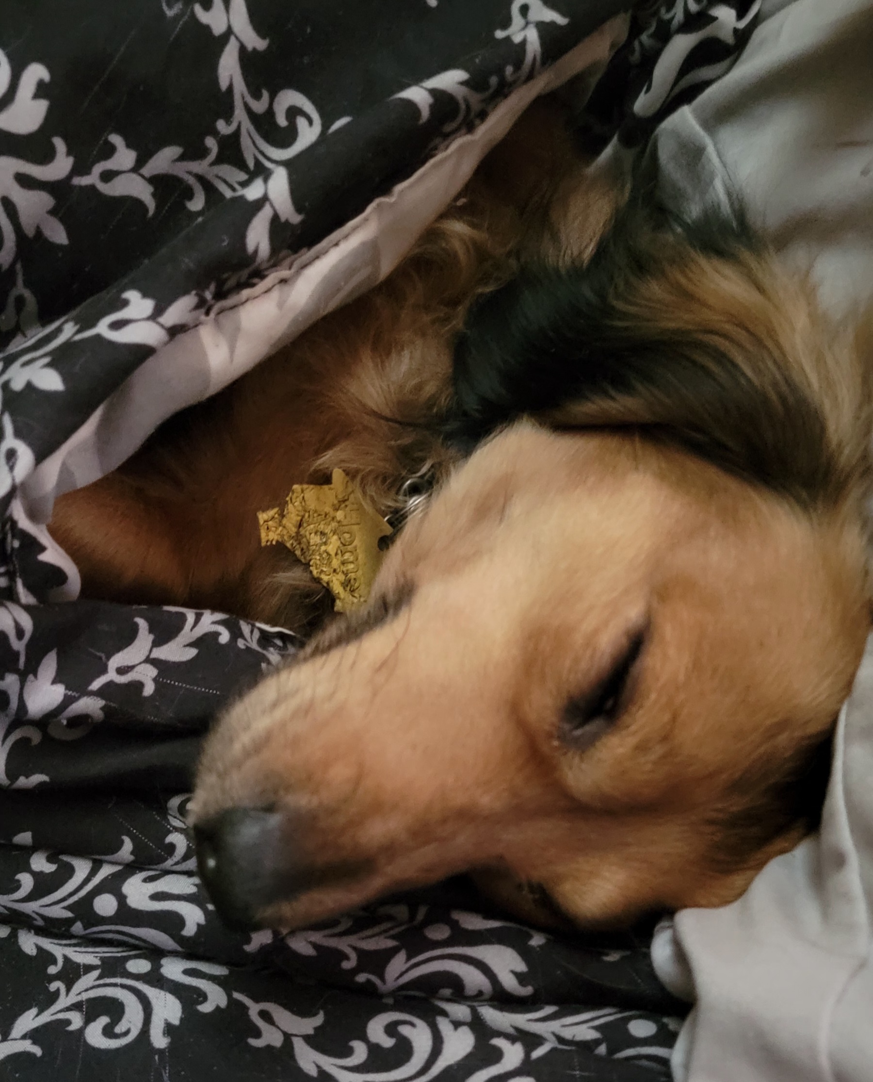 Dachshund Puppies from CLARK'S BREEDING PROGRAM