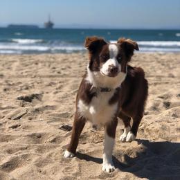 Bristol - Red & white female Miniature Australian Shepherd puppy in Norco, California from River Springs Aussies