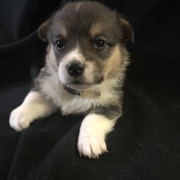 Girl 3 - Pembroke Welsh Corgi puppy in Waynesboro, Virginia from River Ridge Corgis