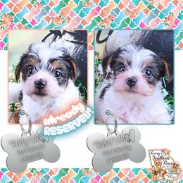 Yorkshire Terrier puppies from Ioney's Southern Paws Shelties, Frenchies, and Yorkies